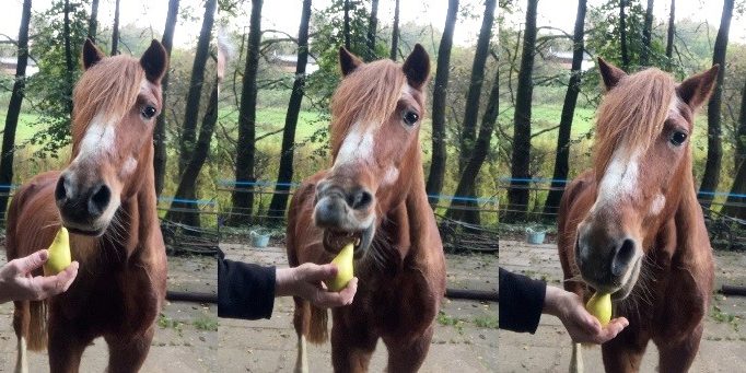 Dürfen Pferde Birnen essen?
