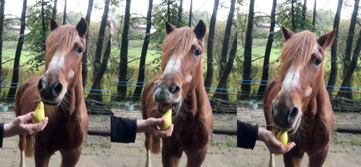 Dürfen Pferde Birnen essen?