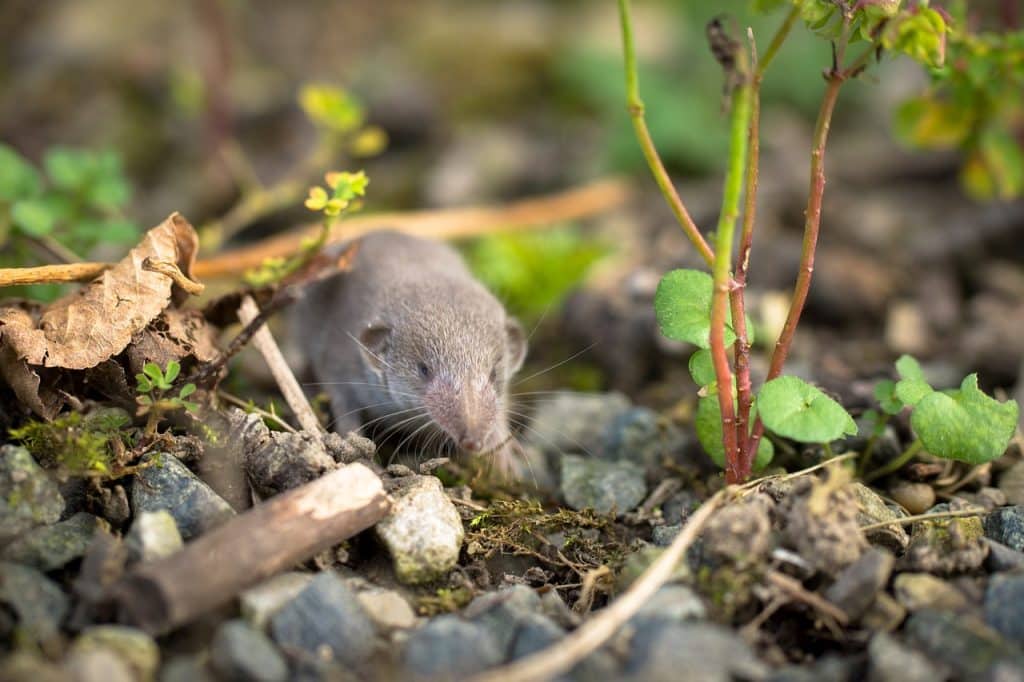 Etruskerspitzmaus