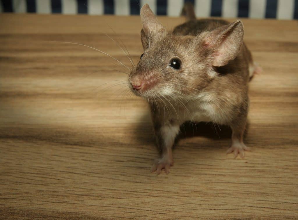 Farbmaus