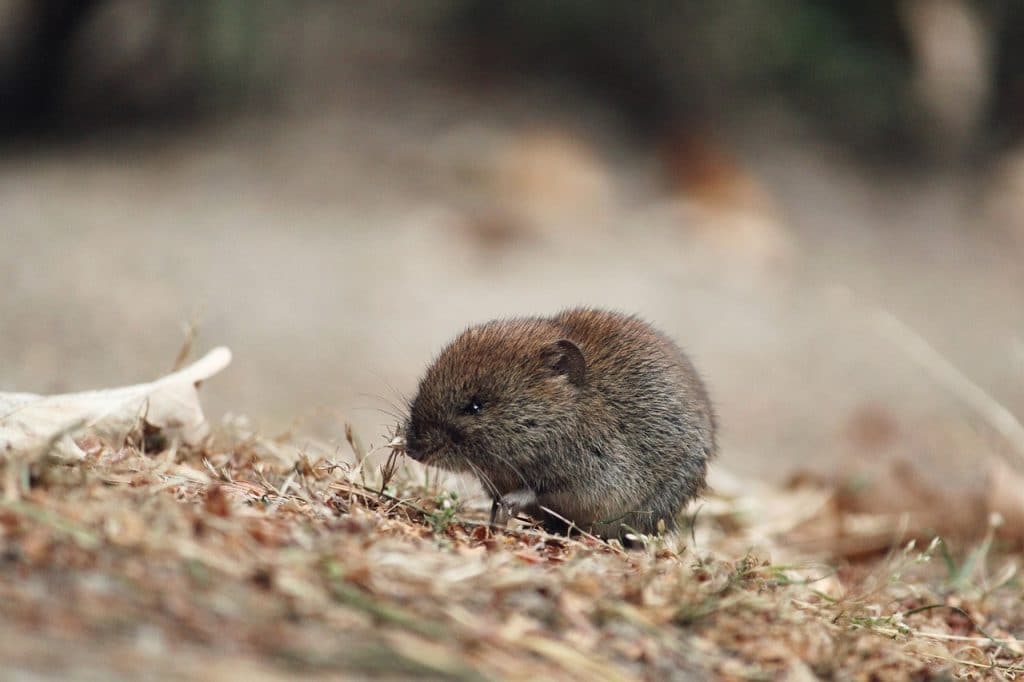 Feldmaus