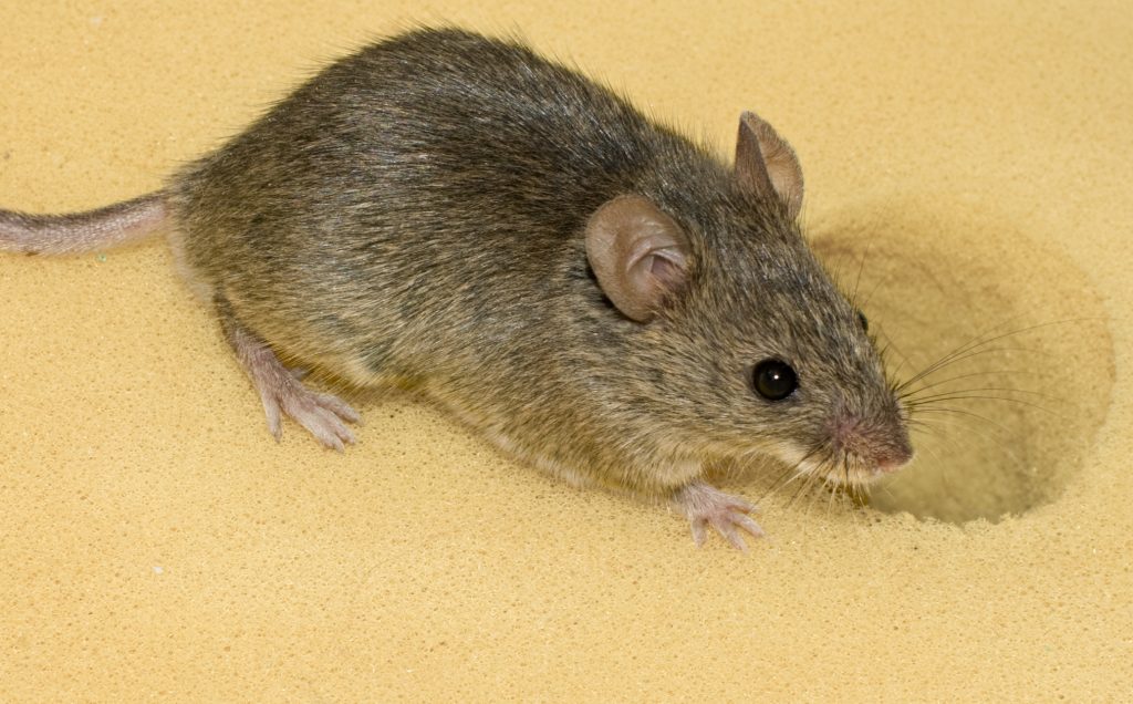 Hausmaus
