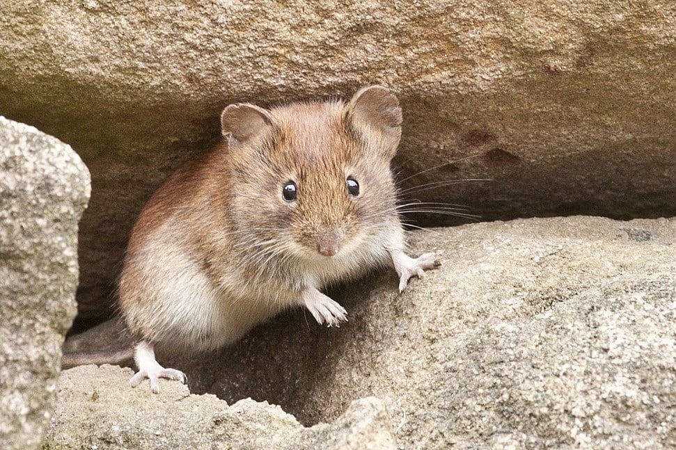 Maus zwischen Steinen