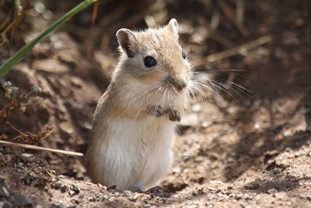 Mongolische Rennmaus