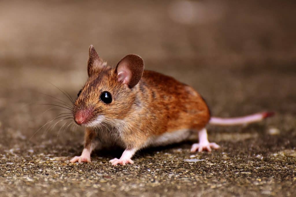 Waldmaus
