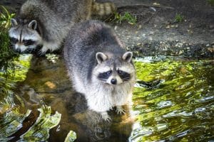 Waschbär im Wasser