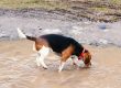 Beagle trinkt aus einer dreckigen Pfütze