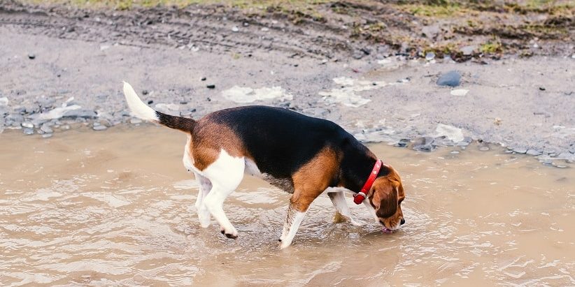 Beagle trinkt aus einer dreckigen Pfütze