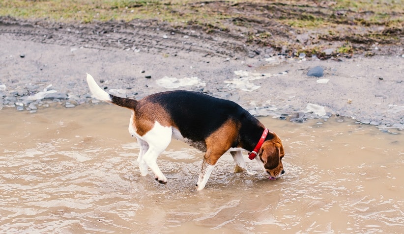 Beagle trinkt aus einer dreckigen Pfütze