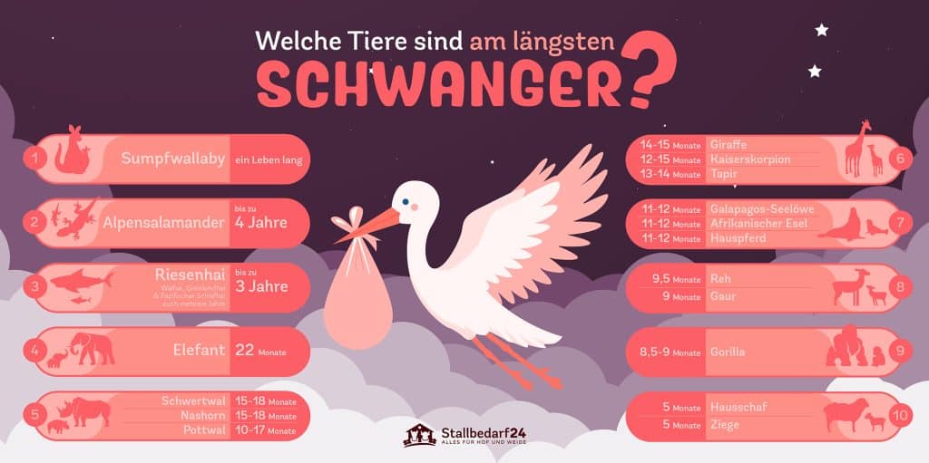 Welche Tiere sind am längsten schwanger? Infografik