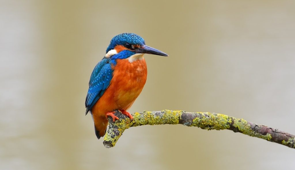Eisvogel