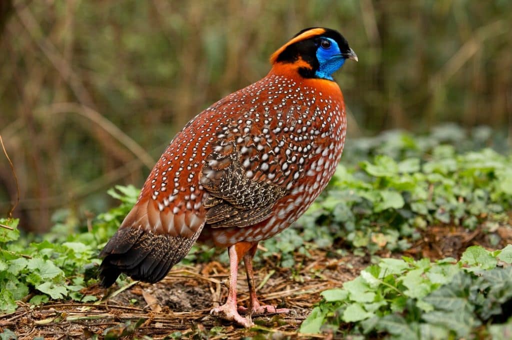 Temmincktragopan