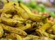 Dürfen Pferde Bananen essen?
