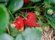 Dürfen Pferde Erdbeeren essen?