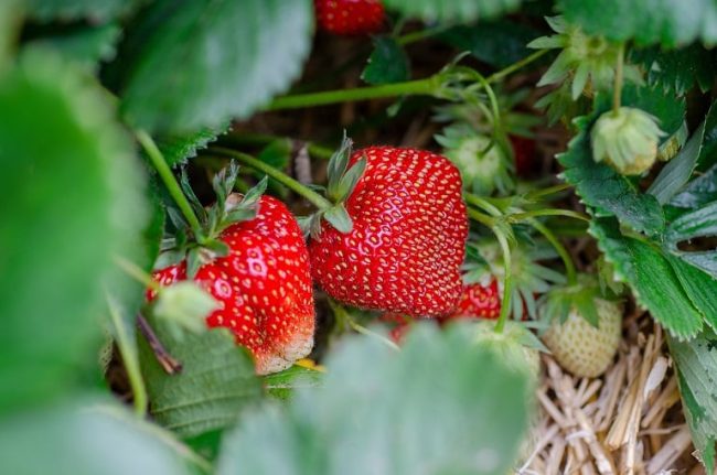 Dürfen Pferde Erdbeeren essen?