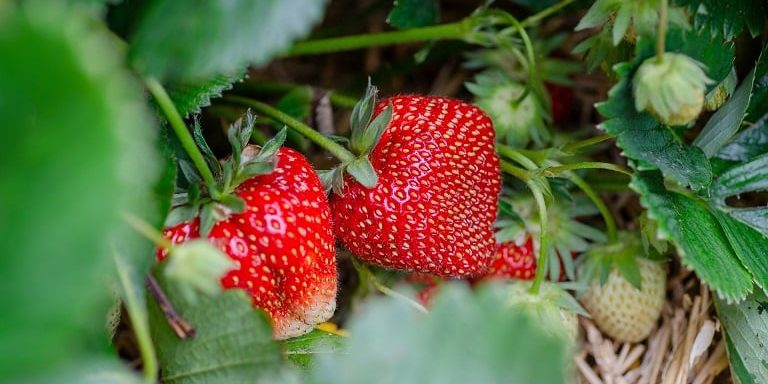 Dürfen Pferde Erdbeeren essen?