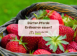 Dürfen Pferde Erdbeeren essen?