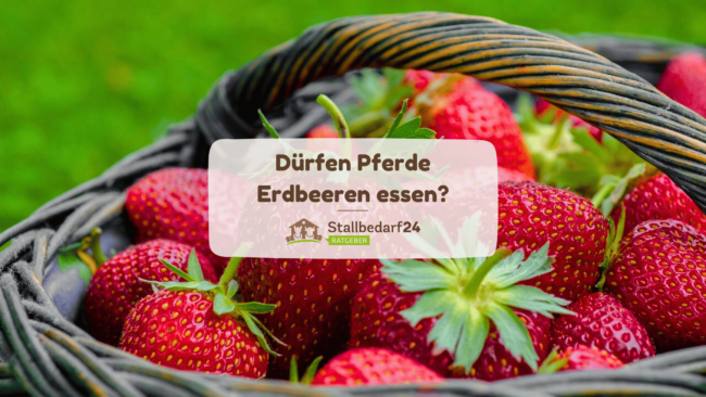 Dürfen Pferde Erdbeeren essen?