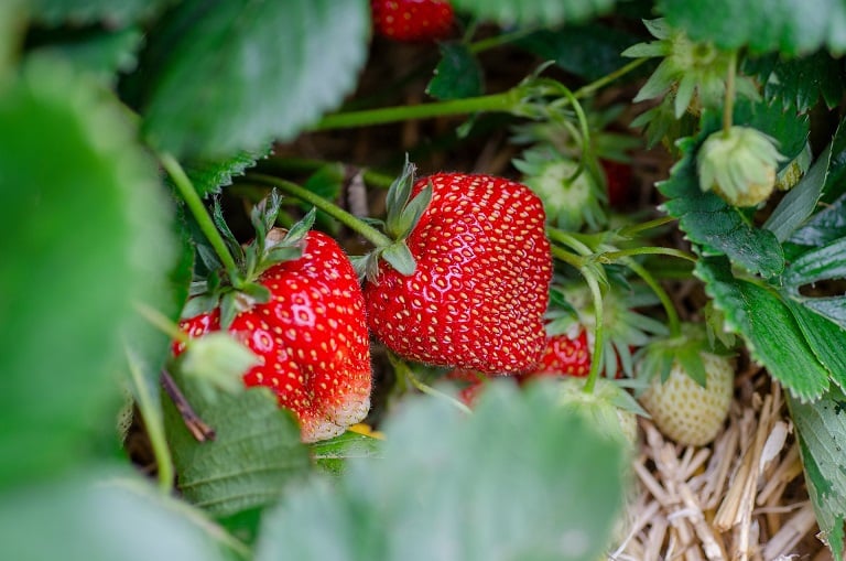 Dürfen Pferde Erdbeeren essen?