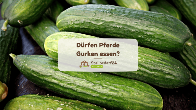 Dürfen Pferde Gurken essen?