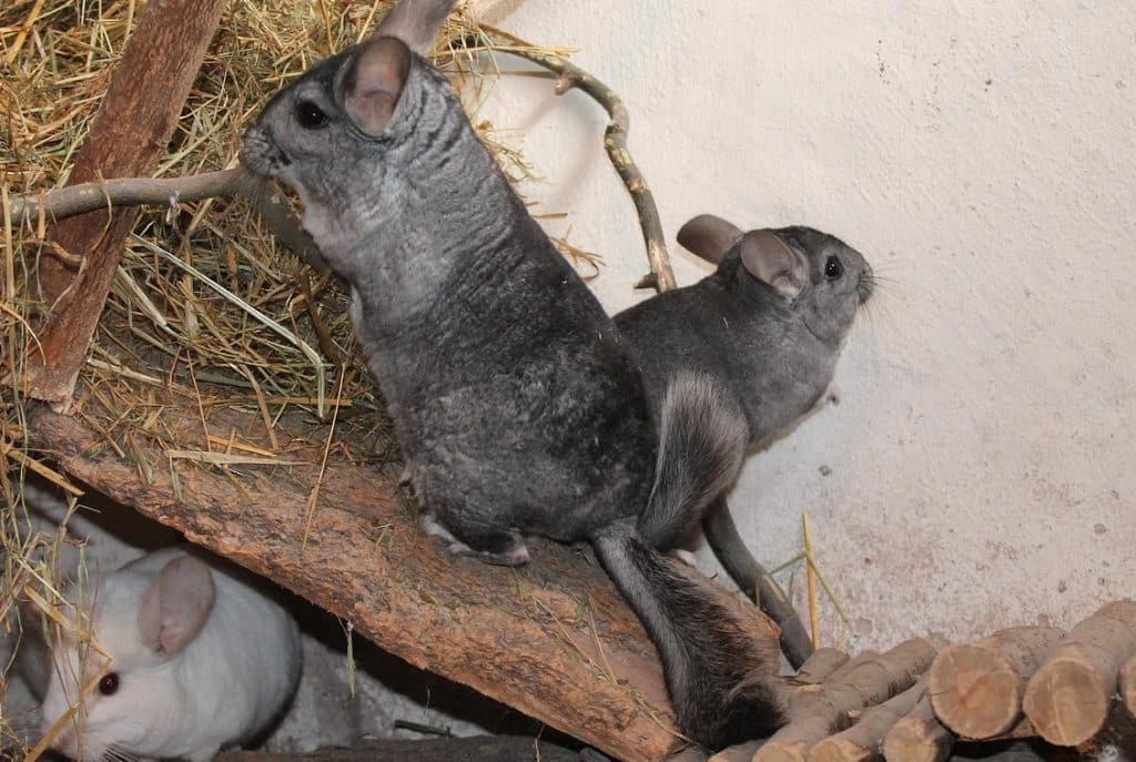 Chinchillas klettern im Stall