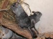 Chinchillas klettern im Stall