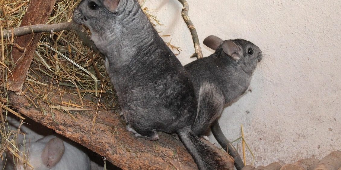 Chinchillas klettern im Stall