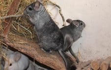 Chinchillas als Haustiere: Alles über Haltung, Pflege & Zusammenleben!