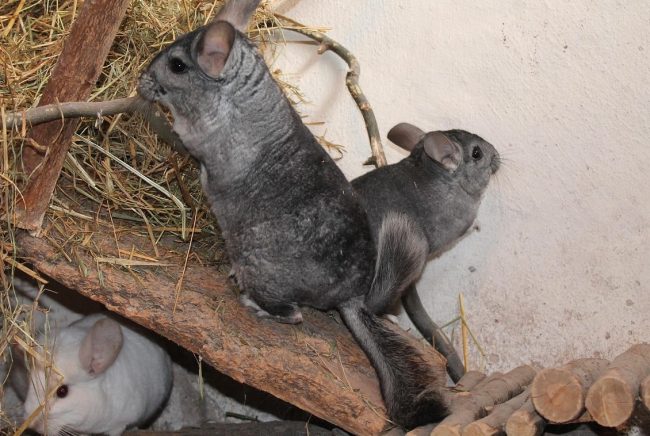 Chinchillas klettern im Stall