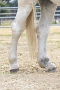 Einschuss Elefantitis beim Pferd