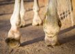 Einschuss Phlegmone beim Pferd