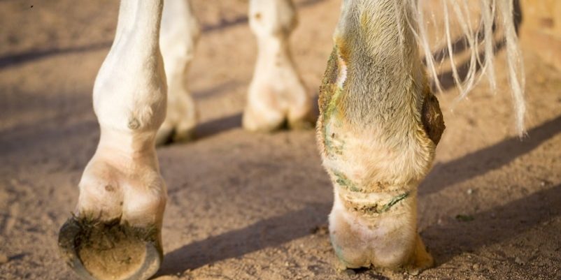 Einschuss Phlegmone beim Pferd