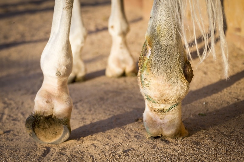 Einschuss Phlegmone beim Pferd