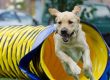 Agility mit dem Hund