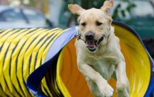 Agility mit dem Hund: Wie ihr mit Teamgeist, Tempo und Training zur Einheit werdet!