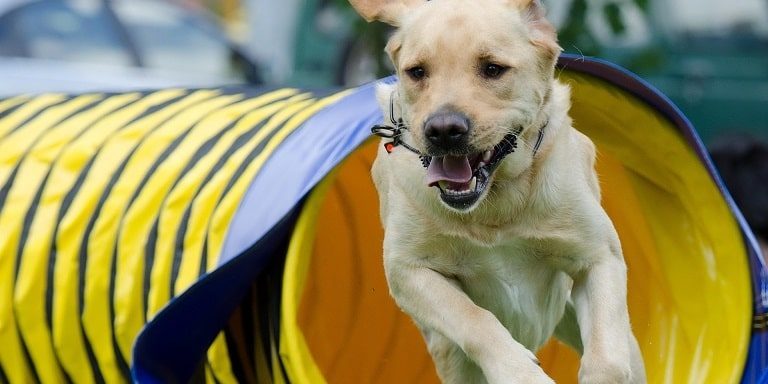 Agility mit dem Hund
