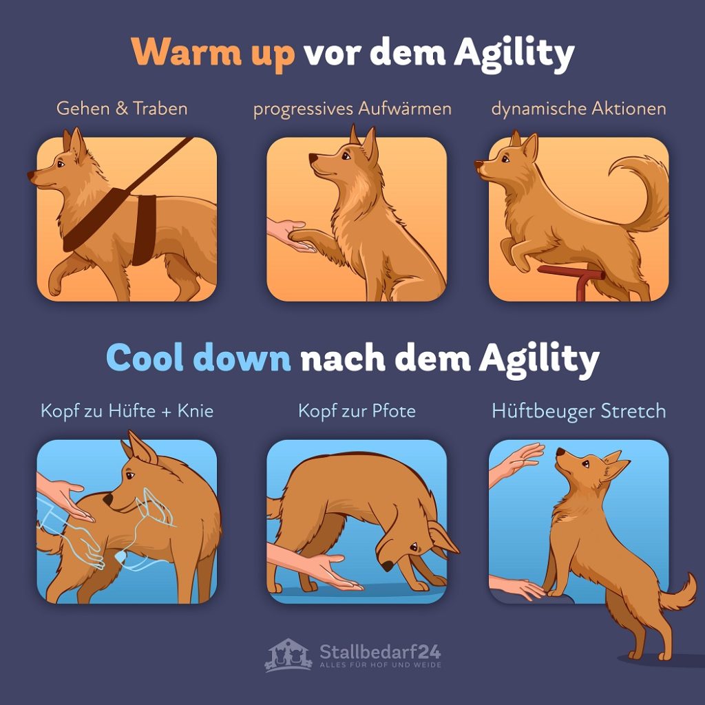 Übungen vor und nach dem Agility für Hunde