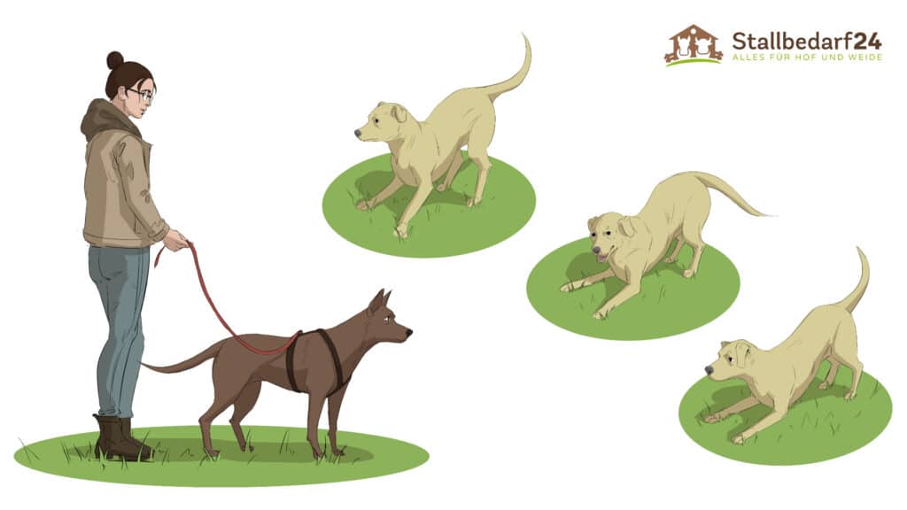 Illustration: Frau mit angeleintem Hund, gegenüber drei Hunde in Vorderkörpertiefstellung als Spielaufforderung