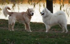Hundebegegnungen verstehen: Körpersprache deuten lernen