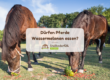 zwei Pferde essen jeweils eine Wassermelone auf der Weide