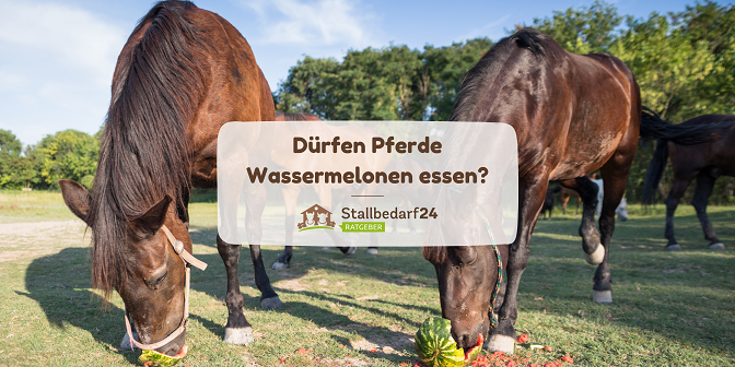 zwei Pferde essen jeweils eine Wassermelone auf der Weide