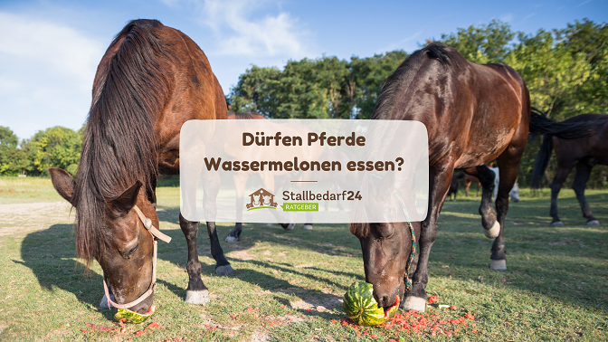 zwei Pferde essen jeweils eine Wassermelone auf der Weide