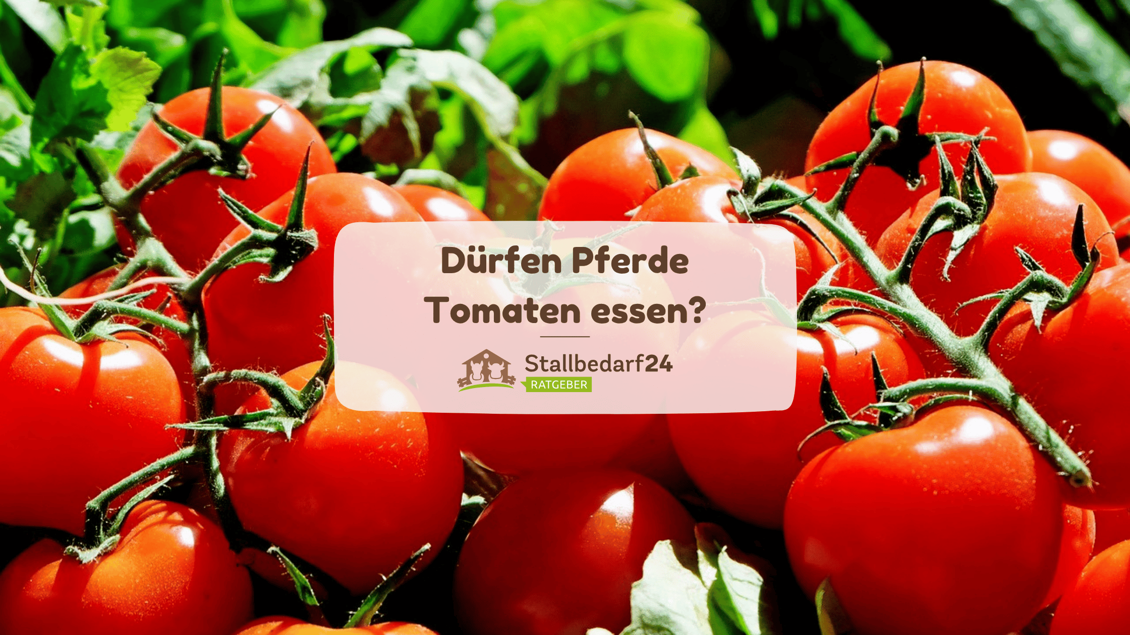Dürfen Pferde Tomaten essen?