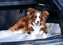 Hundebedarf