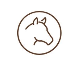 Pferd