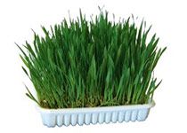 Katzengras