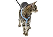 Katzengeschirr