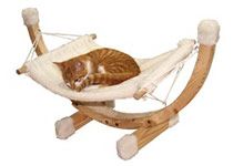 Katze