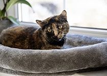 Katzenbedarf