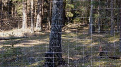 Wildzaun Knotengeflecht